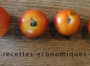 premières tomates jardin