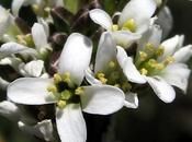 Arabis hirsuta (Arabette hérissée)