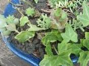 Récupération terre cuite phase plantation