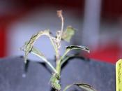 Tout ailes n'est ange