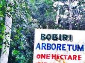 sanctuaire papillons forêt Bobiri