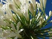 Grande fleur d'été, l'Agapanthe