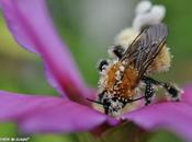 calendrier lunaire jardinier Septembre 2013