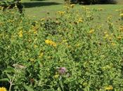 Pulicaria dysenterica