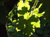 vendanges approchent