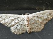 Voici Voisine Vieillie