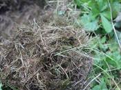 bébés campagnols, suite