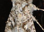 Hadène montagnes méridionales rencontrée dans Loiret