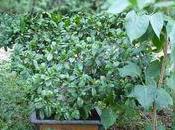 temps rentrer plantes d'appartement