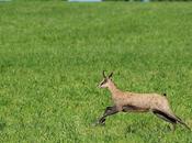 Chamois course dans pâturage boisé Val-de-Travers…