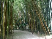 bambouseraie d’Anduze jardin exceptionnel