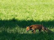 Renard chasse entre ombre lumière