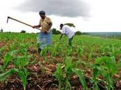 après Déclaration Maputo: paysans éleveurs d'Afrique, l'espoir désillusion