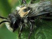 Andrena cineraria mâle