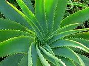 plante nous veut bien: L'Aloe Vera