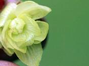 Humulus lupulus, fleurs femelles