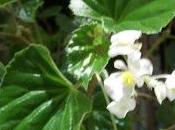 Pince-moi pousse mais rêve