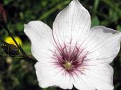 Linum tenuifolium (Lin feuiles étroites)