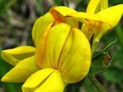 Lotus corniculatus (Lotier corniculé)