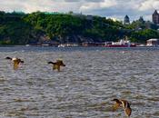 Canards devant Québec...