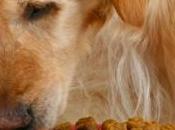 d'intoxication chiens lien avec consommation croquettes