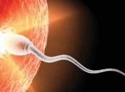 INFERTILITÉ: kisspeptine, protéine clé, pour restaurer fertilité Nature Communications