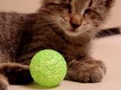 Rencontre avec bébé rhinocéros aveugle