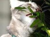 astuces pour empêcher votre chat d’abîmer plantes.