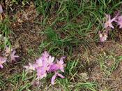 Colchiques, c'est l'été