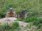 Deux marmottes sous fine pluie d’automne…