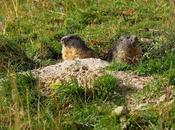 Deux marmottes presque prêtes pour l’hiver…