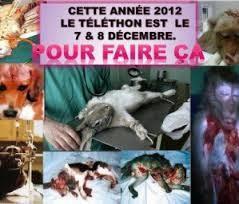 NON au Téléthon 2013, pas de dons pour la vivisection