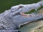 Mexique enfant crocodile