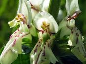 Stachys recta (Épiaire droite)