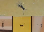 microscopiques Hyménoptères parasitent chenille...