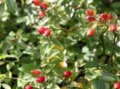 fruits d'automne pour décor