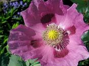 Papaver somniferum (Pavot somnifère) variétés horticoles