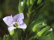 Veronica anagallis-aquatica (Mouron aquatique, Véronique mouron d'eau)
