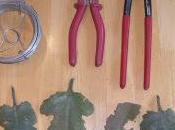 Bouture Kalanchoe Beharensis...déco