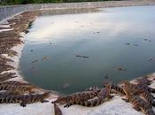 Thaïlande inondation Viande crocodile pour sinistrés