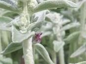 Gagnez entrées gratuites journées plantes Courson