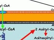 Corps cétoniques comme métabolites pourvus d’une fonction signalisation