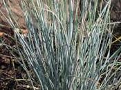 Festuca gautieri (Fétuque Gautier)