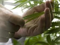 SCLÉROSE plaques: Sativex, base cannabis, arrive France Médicament
