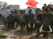 Ayyuthaya: éléphants manifestent avant Bangkok [HD]