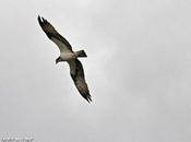 Protection Balbuzards pêcheurs Sologne...