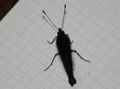 Inachis copain d'hibernation