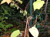 Actinidia kolomikta Szymanowski'