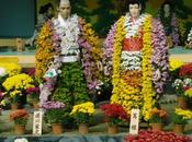 chrysanthèmes, sacrés Japon