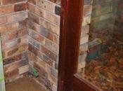 Nouvelles paon jour domestique